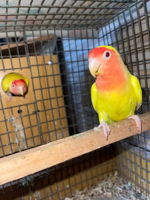 Papugay toʻti валнисти valnisti nerazruchka