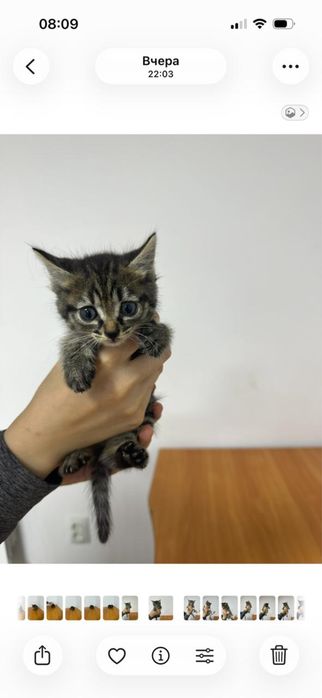 Котята бесплатно