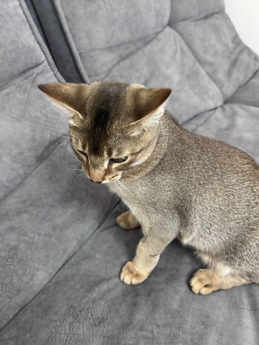 Отдам в добрые руки котенка