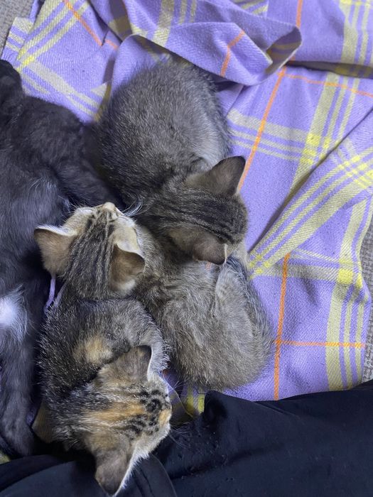 Отдам котят,наполнитель в подарок