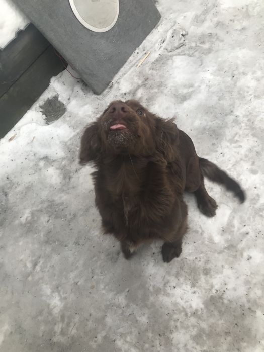 Спаниель шоколадная девочка