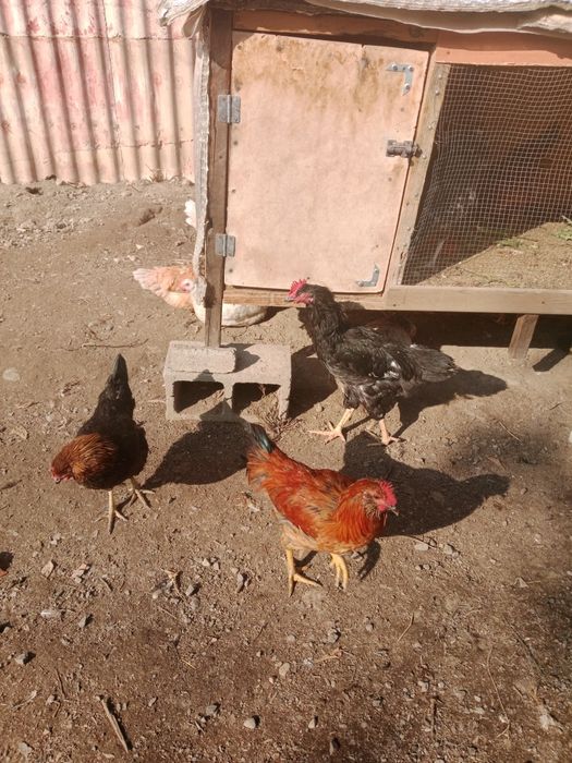 Продается куры разной породы