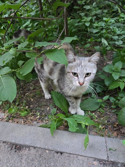 Кошка в хорошие руки