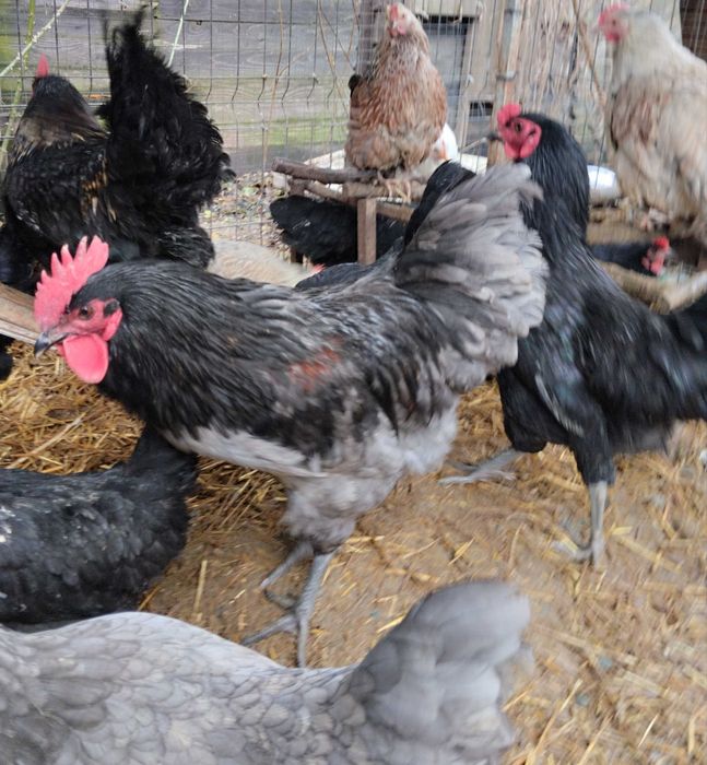 Cocoși 10 luni talie medie