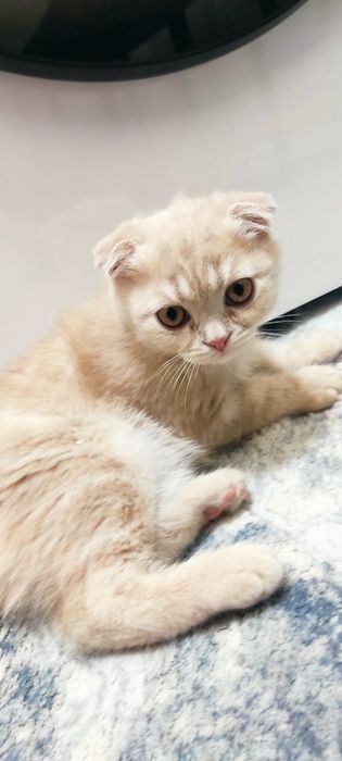 Продам Скотиш страйт