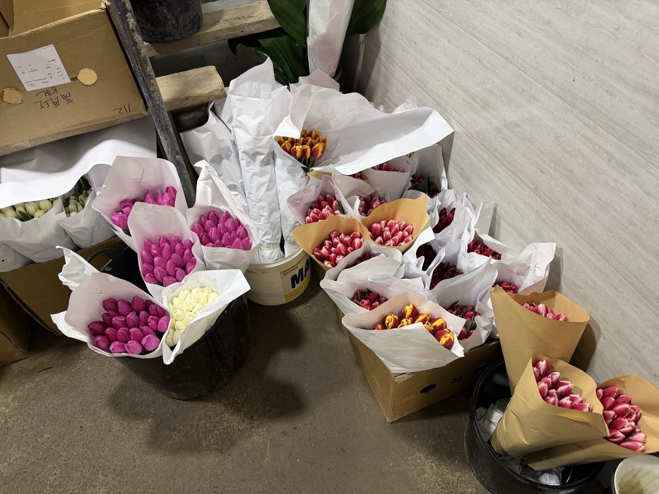 Lola Тюльпаны оптом