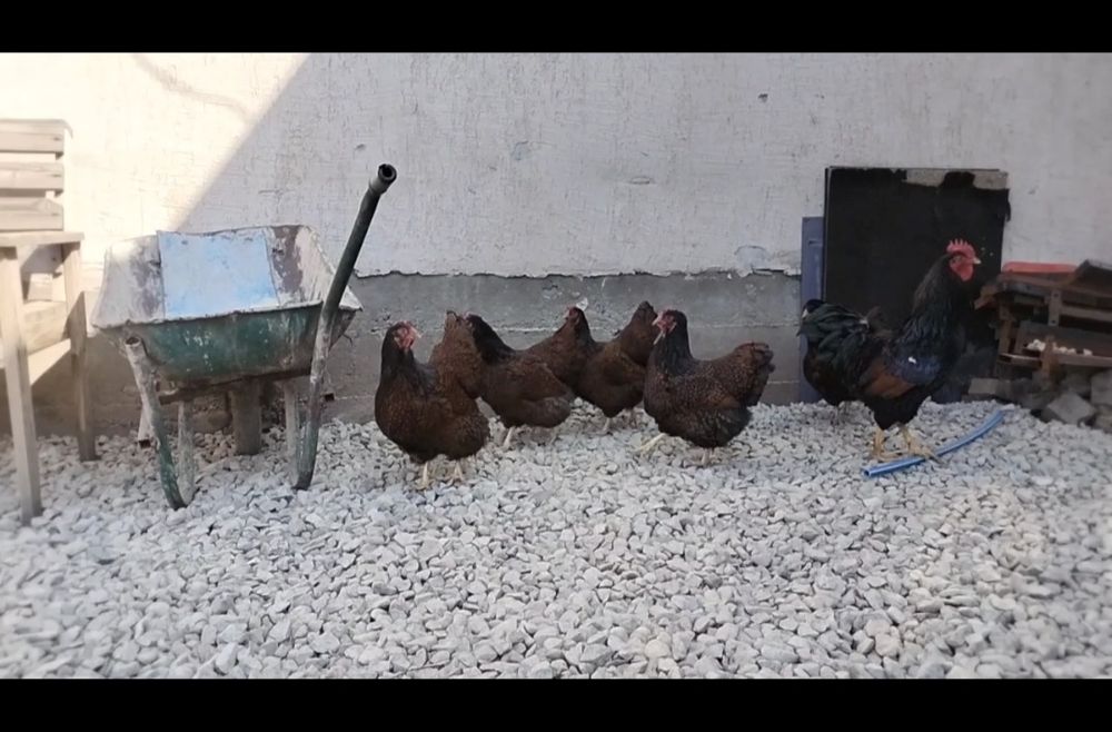 Тауык сатылады Алматы