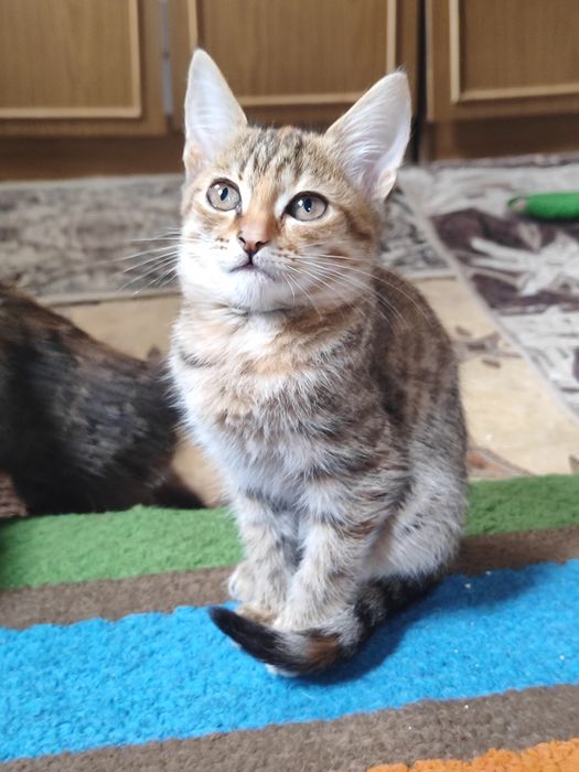 Отдаю котят бауырластар 2