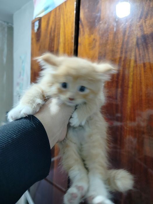 Одам 4 котенка и кота