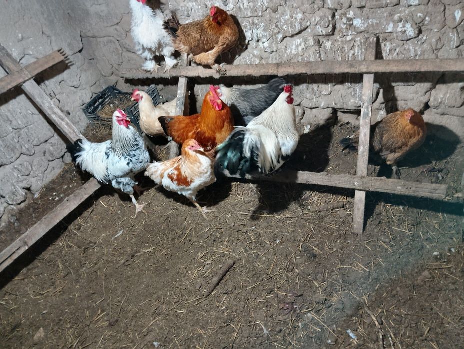 Продам курей домашних