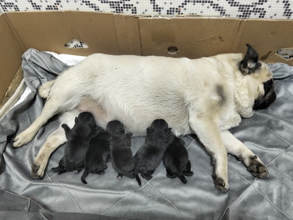 Готовятся Щенки для брони от чистокровных Мопсов