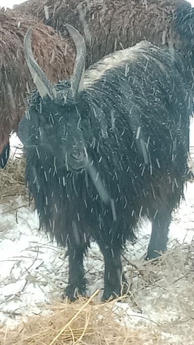 2 жасар серке сатылады