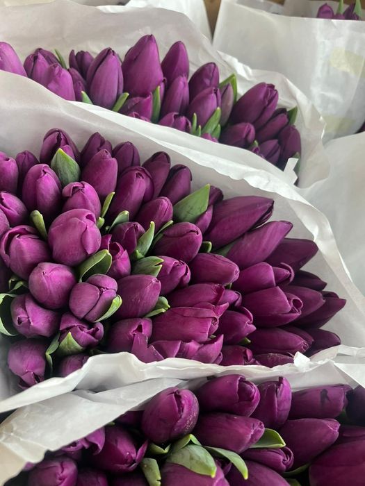 Тюльпаны крупные бесплатная доставка