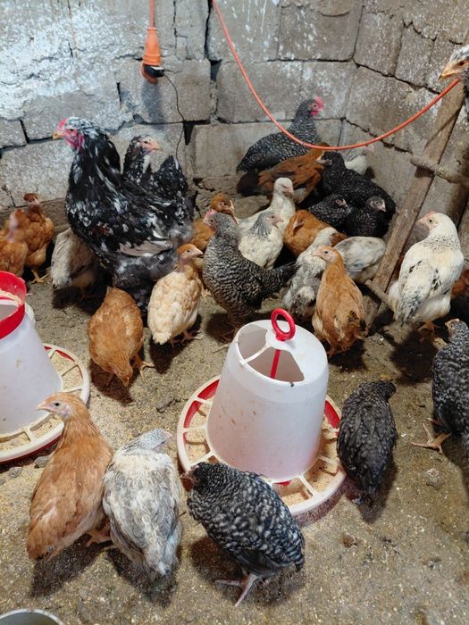 Vand pui tasa mixta de carne si puide gaina brahma maimulte soiuri gai