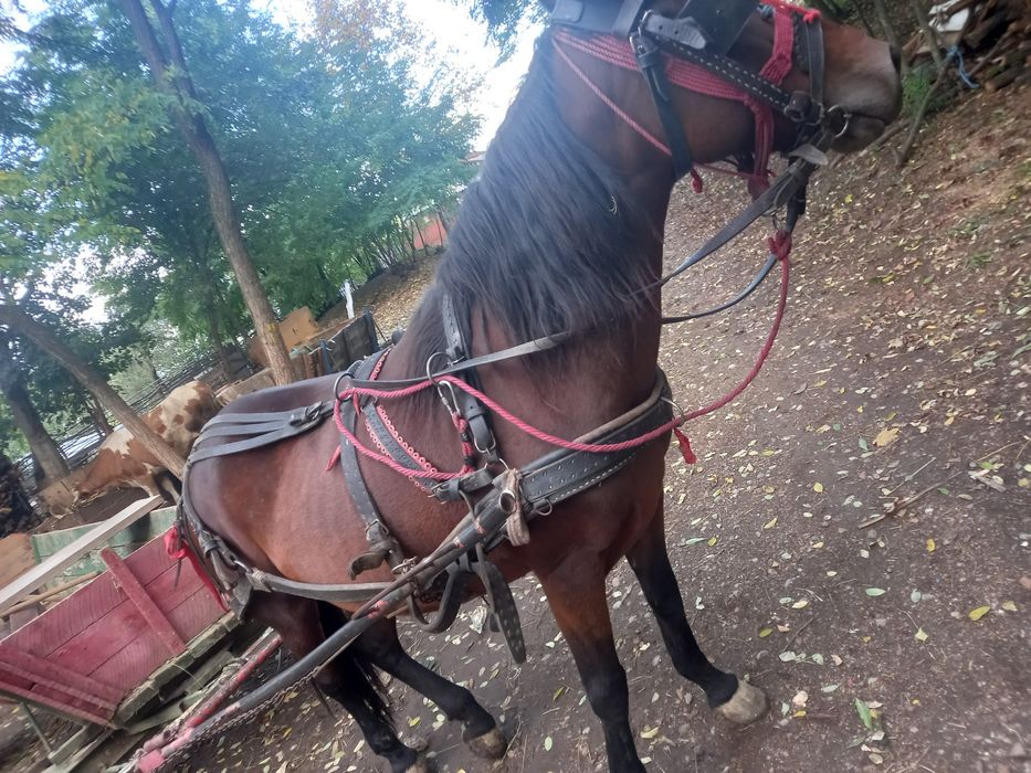 Iapa de vânzare 6 ani