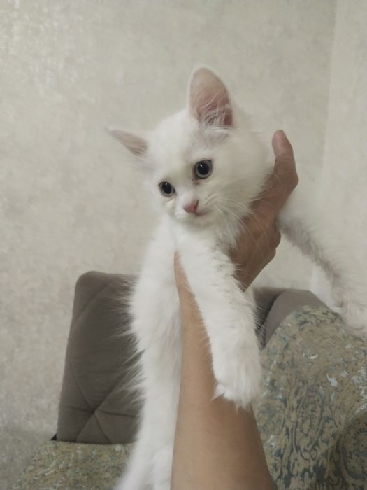 Продаём котят скоттиш-страйт.