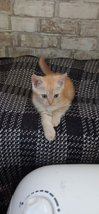 Отдам красивеньких котят