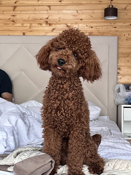 Карликовый пудель продажа