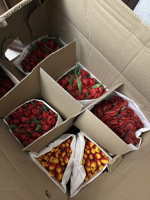 Оптом тюльпаны Астана