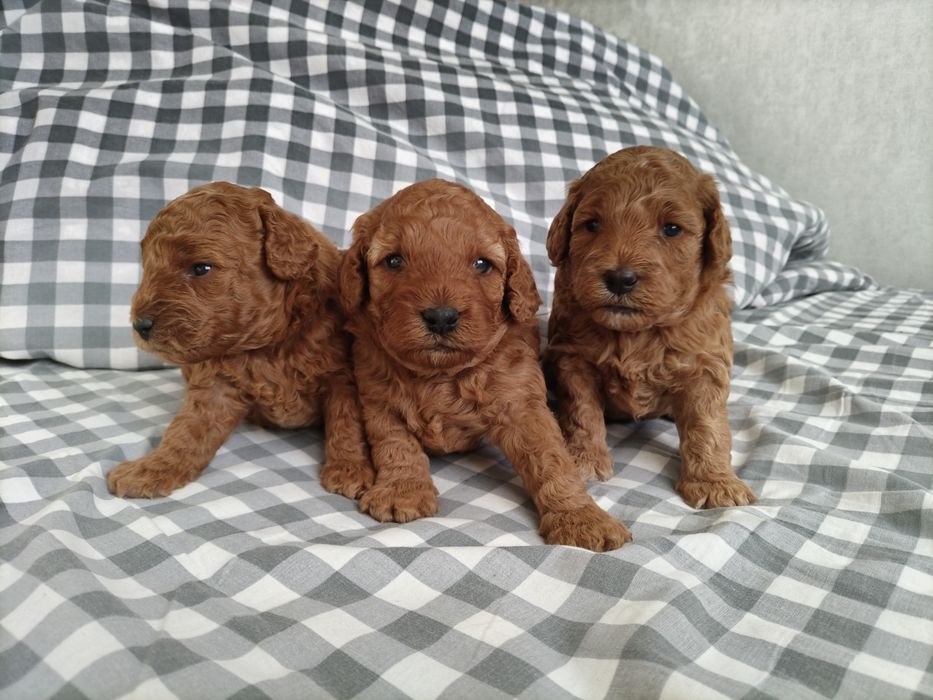 Щенок карликового пуделя