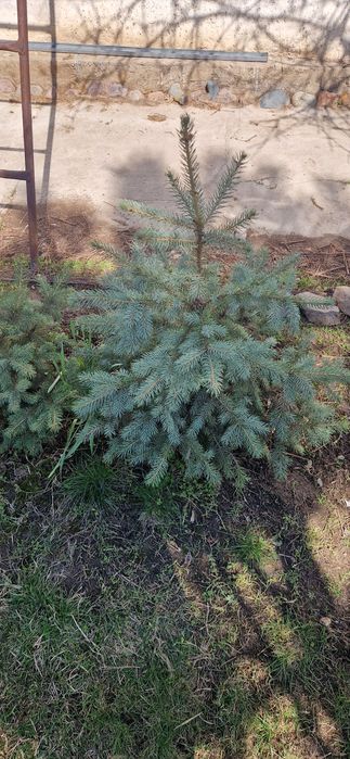 Продам Голубые ели,Эльдарские сосны