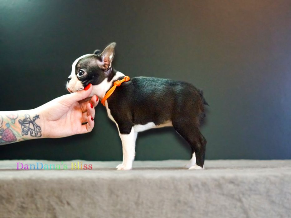 Boston terrier cu pedigree - fetita