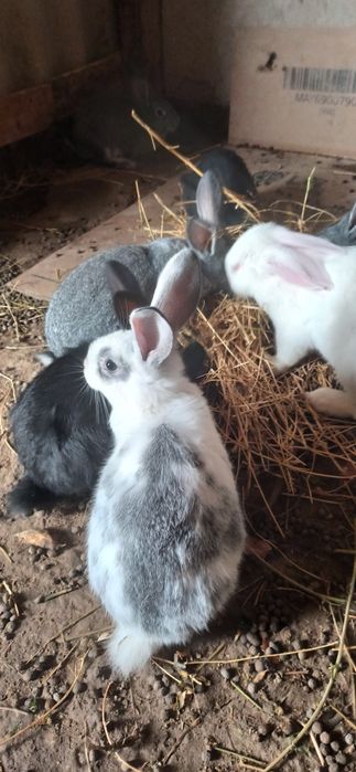 Куёнлар сотилади