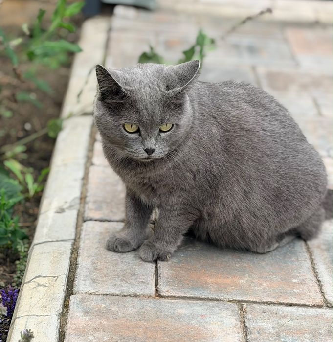 кошечки девочки молоденькие, стерилизованы