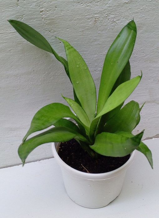 Сансевиерия Муншайн. Экзотическое растение для дома и офиса.