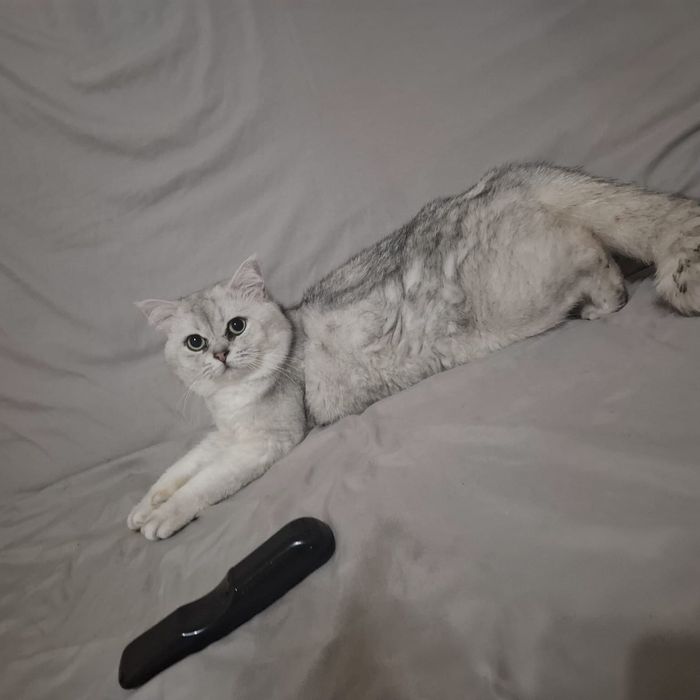 Молодой котик шотландский страйт
