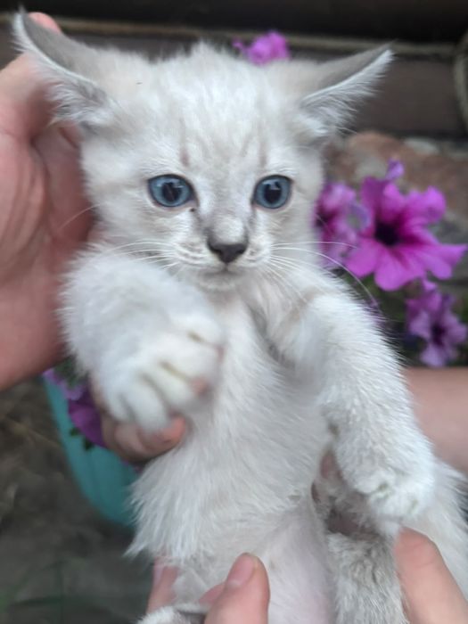 Отдам Котят