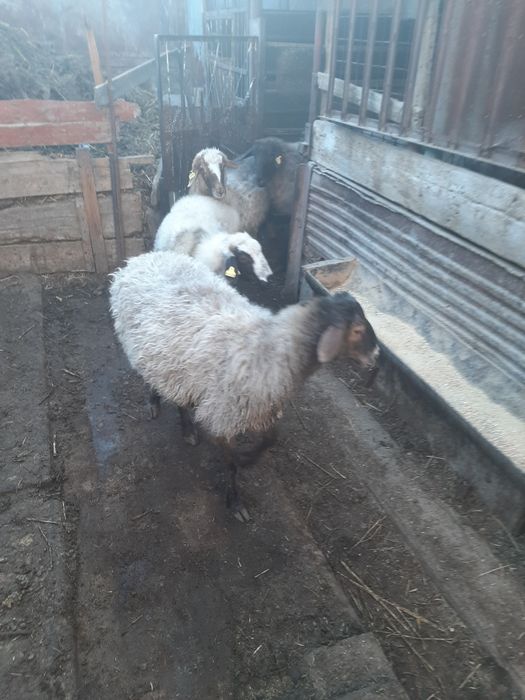 Қойлар сатылады.