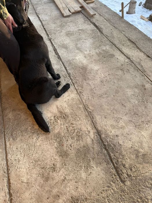 Продам лабрадора  40 000тг.