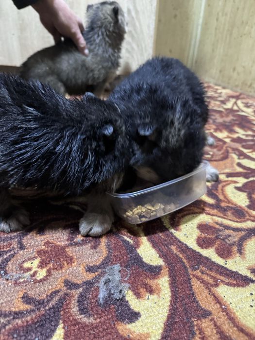 Продам и отдам в хорошие руки щенят