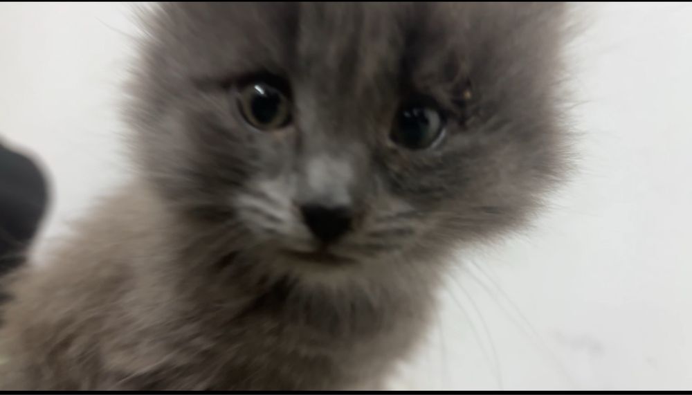 Котенок серый маленкий