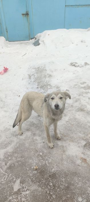 Отдам сторожевую молодую собаку