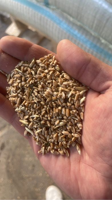 Джем, Отруби ( кебек ), сечка ( бидай )