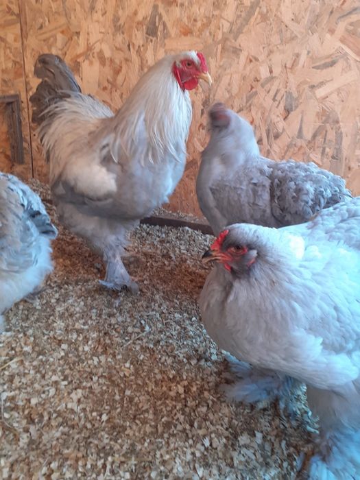 Vand pui de casa, pui si oua de Wyandotte, Plymouth Rock, Brahma