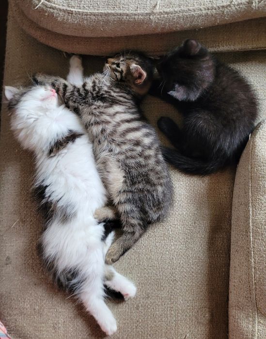 Отдам котят в добрые руки
