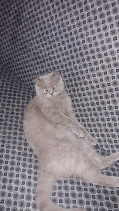 Котята вислоухие скотишь фольд и страйк