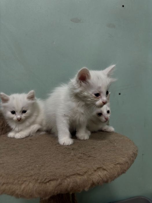 Отдам бесплатно котят