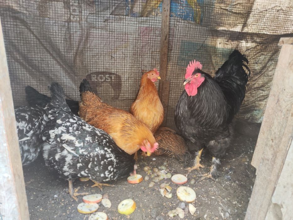 Петухи 1 и куры 6