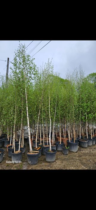 Vindem mesteacăn, salcie, grandiflora, leandru, salcâm