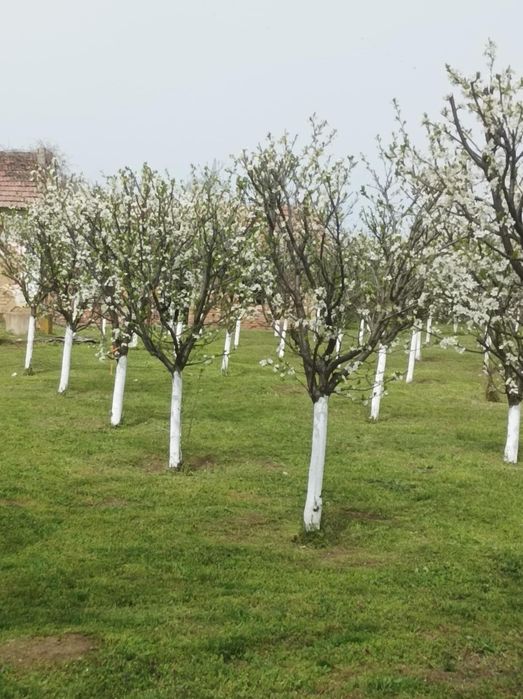 Продава се Къща в с. Асеновци, Област Плевен - 60 кв.м за 192 €/кв.м - Снимка #14