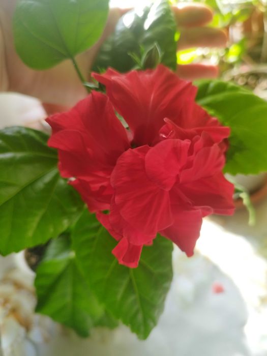 Гибискус махровый сортовой