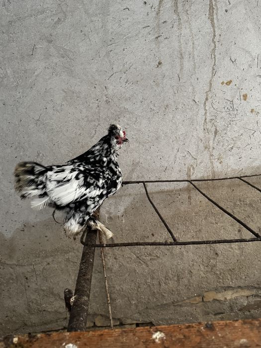 Арзон Товуқлар хар хил турдаги