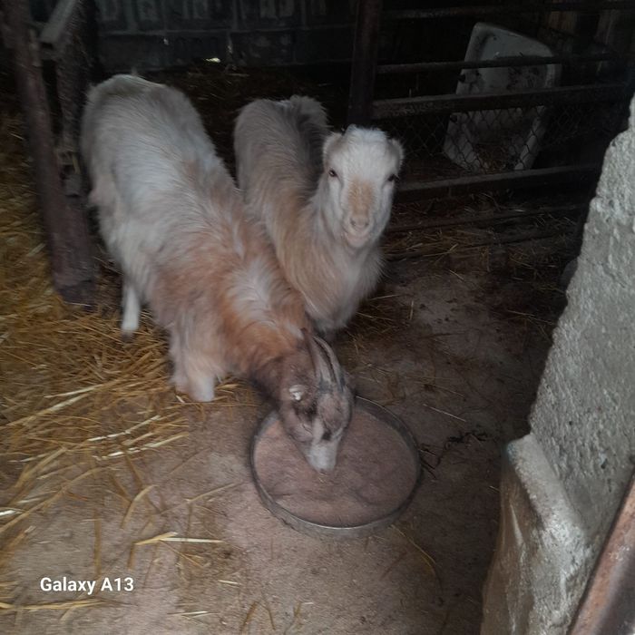 Vând 2 capre de anul trecut