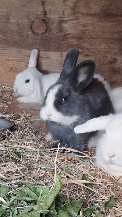 Карлик куёнлар сотилади
