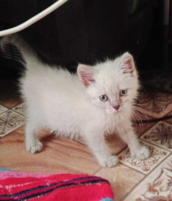 Котенок в добрые руки
