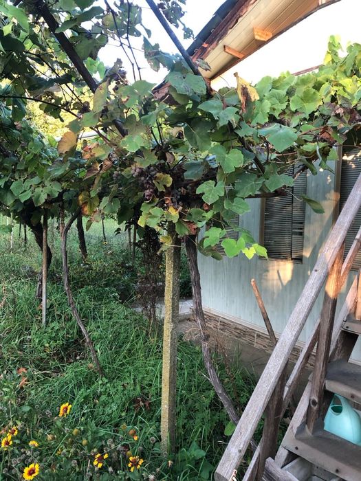 Продава се Къща в с. Българка, Област Силистра - 50 кв.м за 459 €/кв.м - Снимка #2